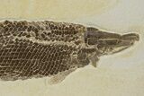 Rare Fossil Gar Fish (Atractosteus) - Wyoming #314554-3